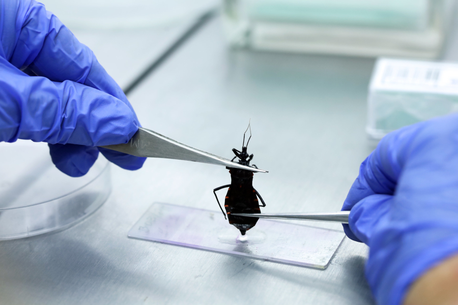 Chagas preocupa DF e expõe falhas no diagnóstico